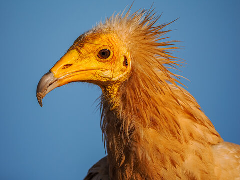 Egyptian vulture (Neophron percnopterus) portrait copy space, Socotra