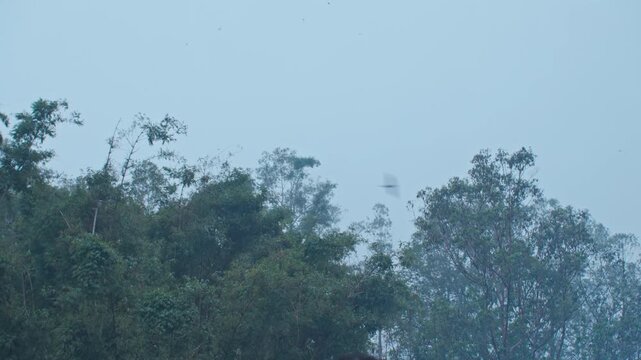 Low angle shot of the dark green forest tree line against a foggy, overcast pale blue sky at twilight. Small swiftlet birds are visible flying.
