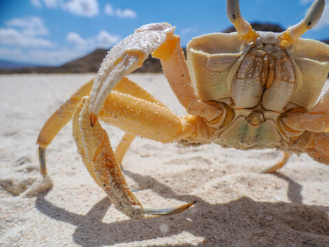Ghost Crab (Ocypode saratan) Crawling on Socotra Beach copy space