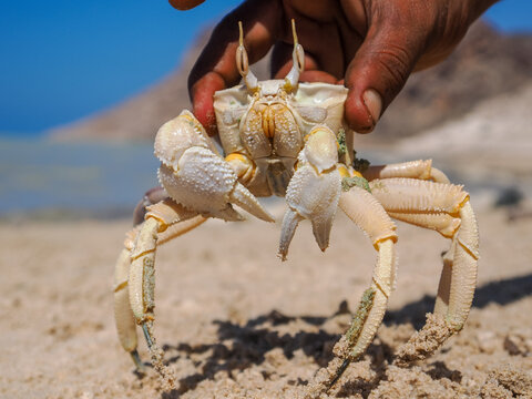 Ghost Crab (Ocypode saratan) held by local on Socotra beach
