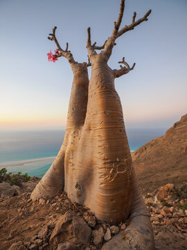 Bottle Tree (Adenium obesum sokotranum) Socotra sunset copy space
