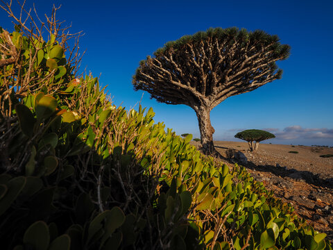 Dragon blood tree (Dracaena cinnabari) in sunlight copy space