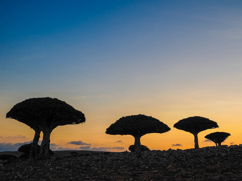 Dragon Blood Trees silhouettes at sunset on Diksam Plateau Socotra copy space