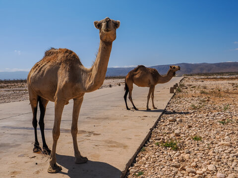 Dromedary Camels (Camelus dromedarius) on a remote road in Socotra 