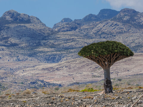 Dragon blood tree (Dracaena cinnabari) standing in mountain landscape