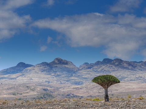 Dragon's blood tree (Dracaena cinnabari) growing on Socotra