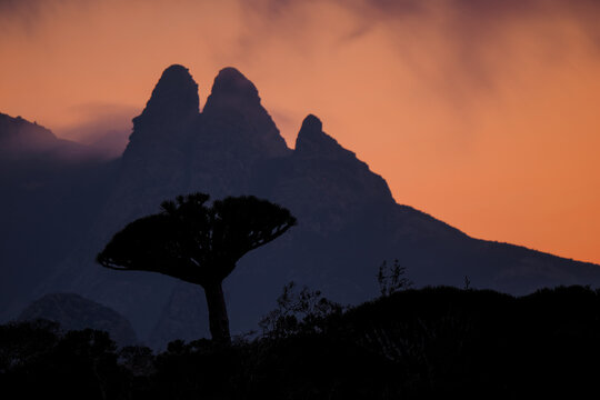 Dragon Blood Tree (Dracaena cinnabari) silhouette at sunset Socotra