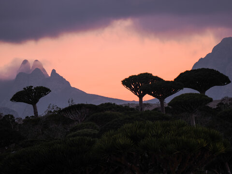 Dragon Blood Tree (Dracaena cinnabari) silhouette at sunset Socotra copy space