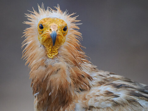 Egyptian vulture (Neophron percnopterus) portrait in natural context