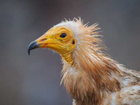Egyptian Vulture (Neophron percnopterus) Headshot, copy space