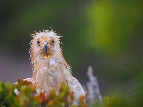 Egyptian vulture (Neophron percnopterus) portrait in natural context