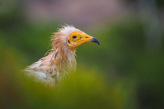 Egyptian vulture (Neophron percnopterus) portrait in natural context