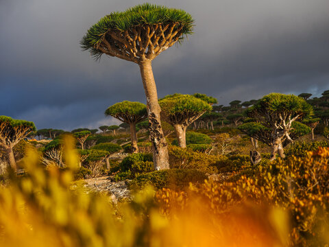Dragon's blood tree (Dracaena cinnabari) growing on Socotra