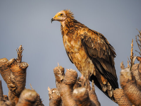 Egyptian Vulture (Neophron percnopterus) Perched, copy space