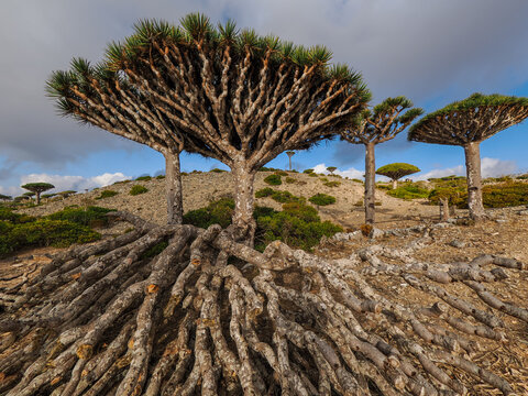 Dragon blood tree (Dracaena cinnabari) with exposed roots on Socotra