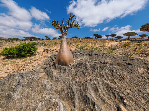 Desert Rose (Adenium obesum sokotranum) on limestone Socotra copy space