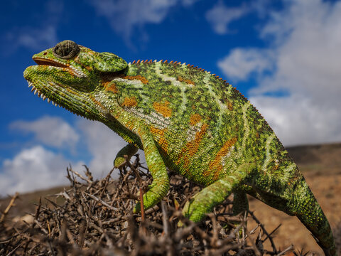 Socotra Chameleon (Chamaeleo monachus) on thorny bush Socotra Island