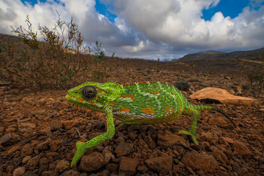 Common chameleon (Chamaeleo chamaeleon)  copy space