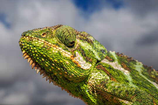 Socotra Chameleon (Chamaeleo monachus) head detail on Socotra Island