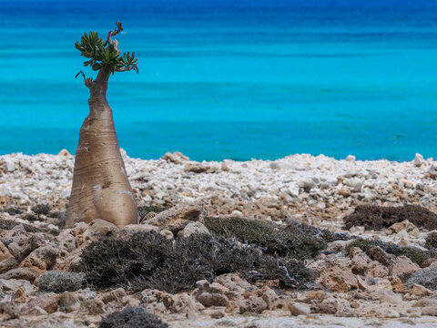 Bottle tree (Adenium socotranum) growing on coast with copy space