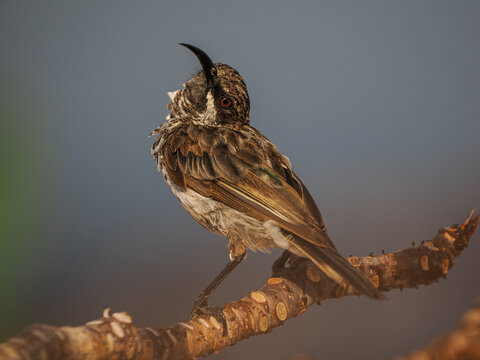 Socotra Sunbird (Chalcoparia helenorae) perched on branch Socotra