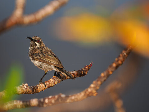 Socotra Sunbird (Chalcoparia helenae) on branch Socotra 