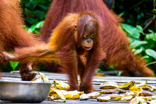 Wild Bornean Orangutan Pongo Pygmaeus in Tanjung Puting National Park Borneo