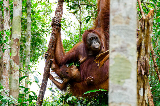 Wild Bornean Orangutan Pongo Pygmaeus in Tanjung Puting National Park Borneo