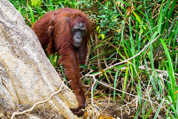 Obraz premium Wild Bornean Orangutan Pongo Pygmaeus in Tanjung Puting National Park Borneo