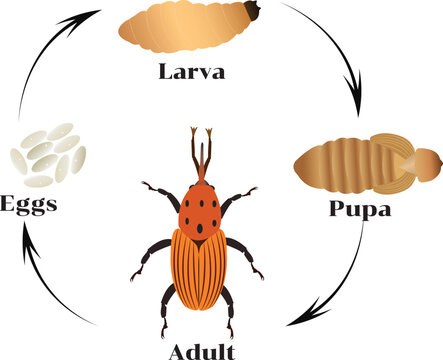Vector illustration of the red palm weevil life cycle showing egg, larva, pupa, and adult stages in a clear and educational layout.