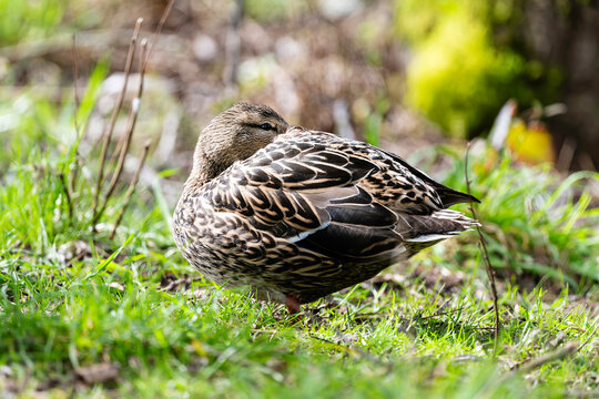 Mallard Duck