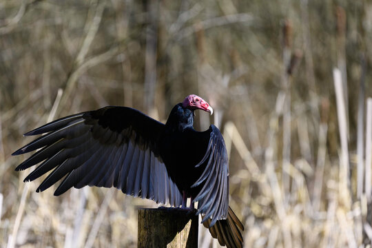 Vulture