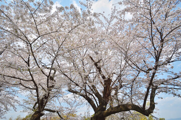 Obraz premium 岩清水八幡宮の桜