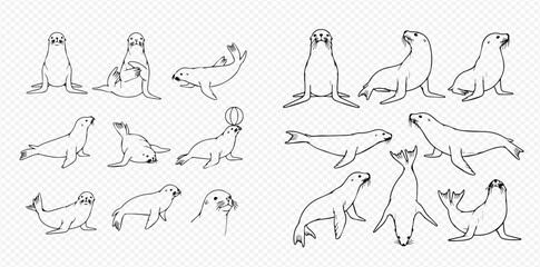 Set of hand-drawn sea lion and seal illustrations in various poses, black and white line art. © Akun