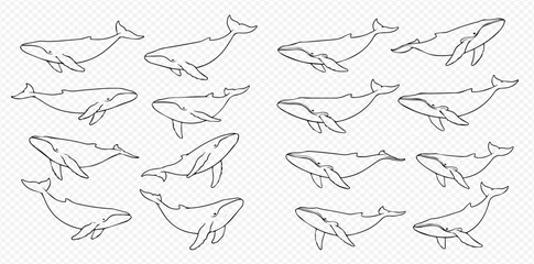 Set of various hand-drawn whale line art illustrations on a transparent background, perfect for marine life designs. © Akun