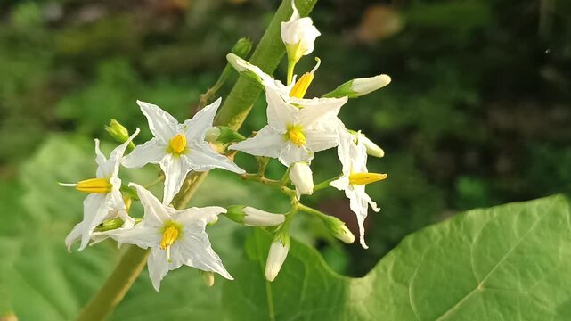 footage on very fresh green white flowers in the garden