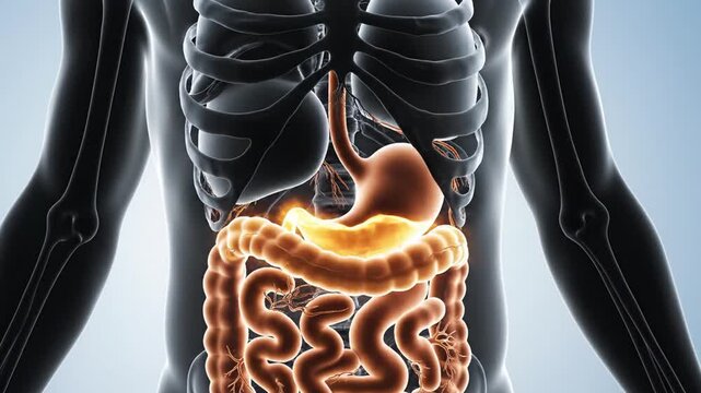 Human torso highlighting digestive system organs. Educational materials, science articles, medical presentations, anatomy lessons, health brochures, biology textbooks, and digital illustrations.