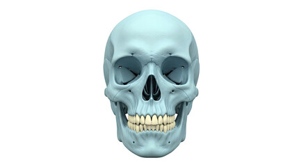 Obraz premium Light Blue Human Skull with Teeth, Front View
