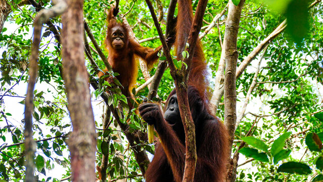 Wild Bornean Orangutan Pongo Pygmaeus in Tanjung Puting National Park Borneo