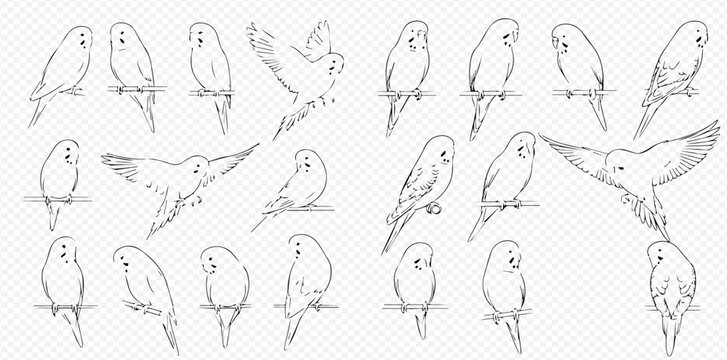 Set of hand-drawn budgerigars in various poses, detailed sketch illustrations of parakeets.