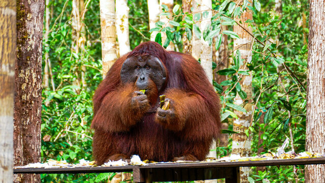 Wild Bornean Orangutan Pongo Pygmaeus in Tanjung Puting National Park Borneo