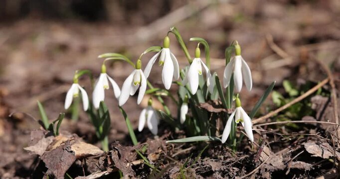 Beautiful snowdrops growing outdoors on sunny day, closeup