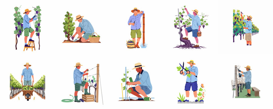 Set of flat vector illustrations depicting male farmers performing various seasonal tasks in a vineyard, such as harvesting, pruning, and tending to grapevines.