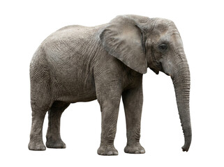 Fototapeta premium Large African elephant standing in full body profile isolated on a black background isolated on transparent background