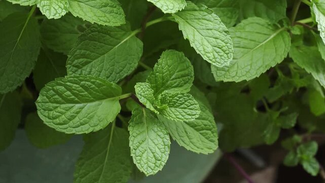 Fresh mint leaf in the garden.