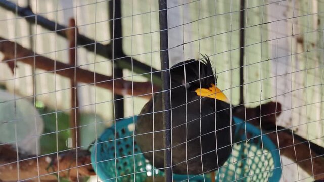 myna bird in the cage