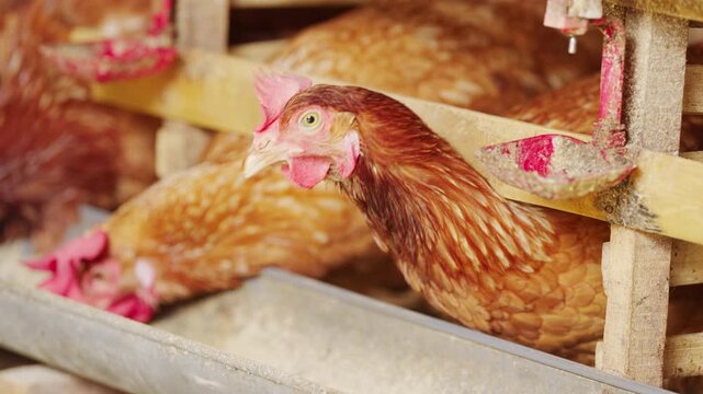 layer hen or egg laying chickens in battery cages on poultry farm feeding animal feed in bali, indonesia, southeast asia, close-up head