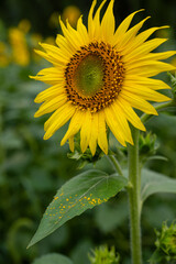 Obraz premium Close up of a vibrant yellow sunflower in full bloom with visible pollen on its leaf in a field