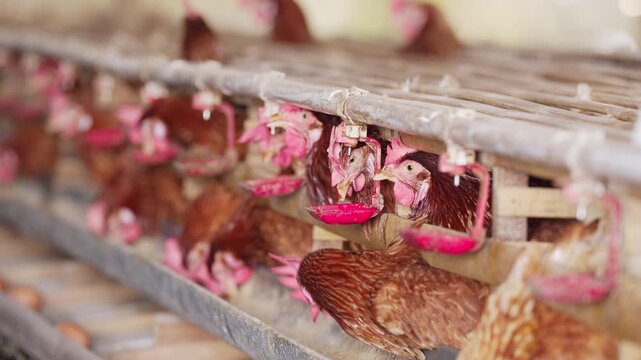 egg laying hens drinking water using a nipple drinker in battery cages on intensive chicken or poultry farm in bali, indonesia, southeast asia, animal husbandry, close-up