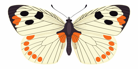 A delicate white butterfly with orange and black spots wings spread © Tusar